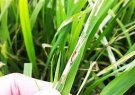 HƯỚNG DẪN  Kỹ thuật phòng trừ sâu cuốn lá nhỏ lứa 6 và sâu bệnh khác hại lúa mùa 2024