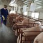 Hướng dẫn một số biện pháp chăn nuôi lợn an toàn sinh học