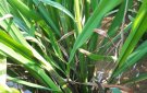 Một số biện pháp quản lý bệnh khô vằn trên cây lúa vụ Xuân năm 2024