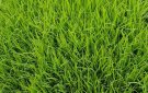 HƯỚNG DẪN Kỹ thuật chăm sóc cho lúa mới cấy sau rét và phòng trừ các đối tượng sâu bệnh đầu vụ Xuân năm 2023