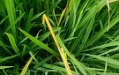 “Kỹ thuật phòng trừ bệnh đạo ôn cổ bông và các đối tượng sâu bệnh hại lúa vụ Chiêm Xuân năm 2023”