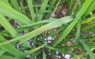 Hướng dẫn một số biện pháp quản lý bệnh Đốm sọc vi khuẩn trên cây lúa vụ Xuân năm 2024