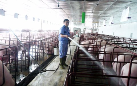Hướng dẫn các biện pháp chống nóng cho vật nuôi